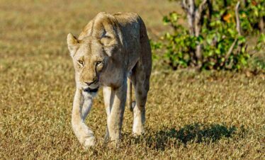 Ngorongoro Conservation Area