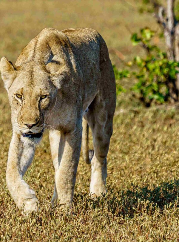 Ngorongoro Conservation Area