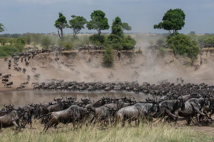 9 Days Serengeti Big Five Safari Journey